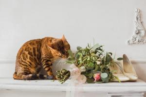 Cat sniffing bouquet of flowers